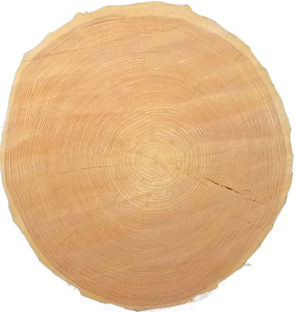 Echte Baumscheibe – Edler Ahorn