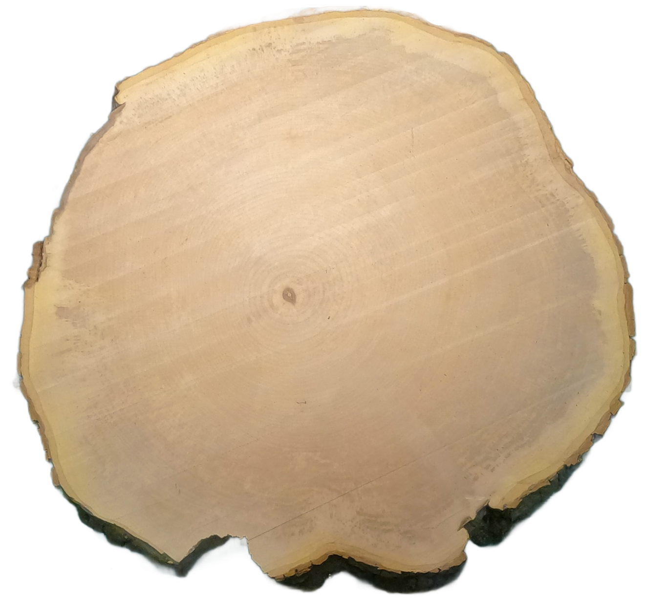 Echte Baumscheibe – Edler Ahorn