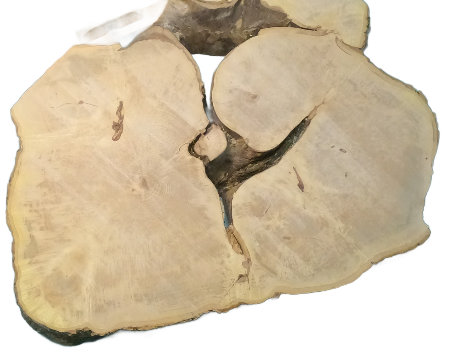 Echte Baumscheibe – Edler Ahorn - 120 cm