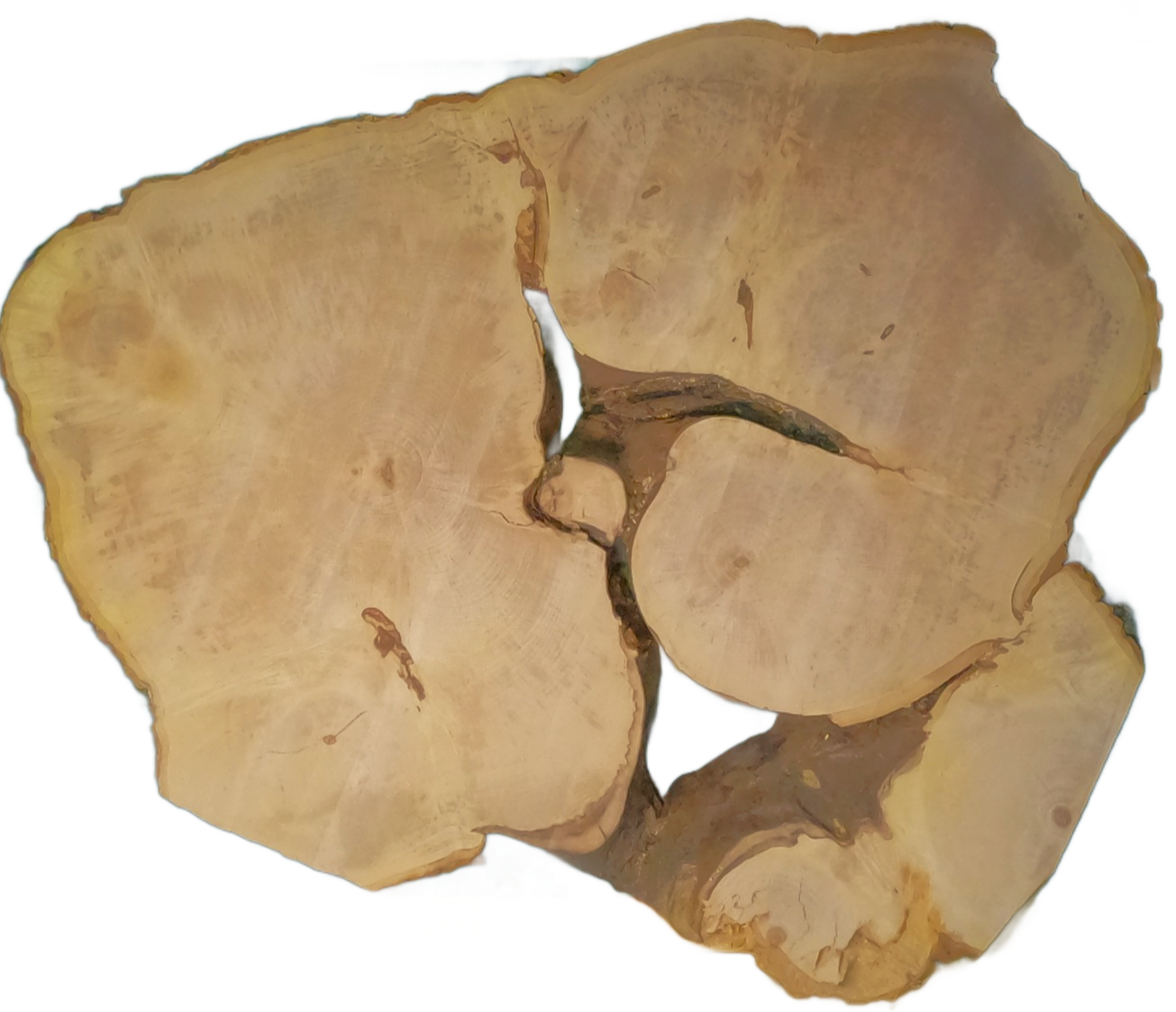 Echte Baumscheibe – Edler Ahorn - 120 cm
