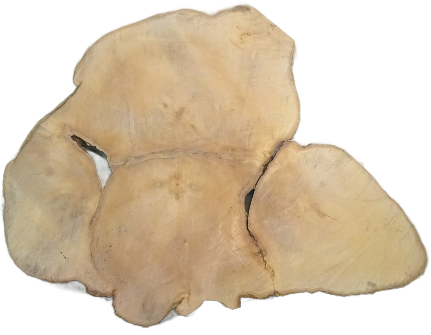 Echte Baumscheibe – Edler Ahorn - 120 cm