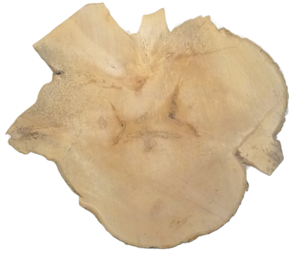 Echte Baumscheibe – Edler Ahorn - 90 cm