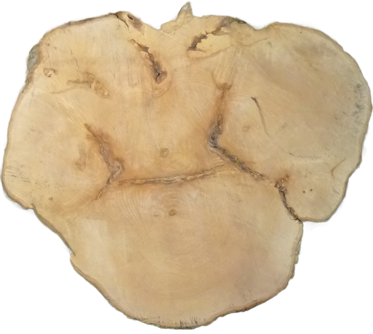 Echte Baumscheibe – Edler Ahorn - 120cm