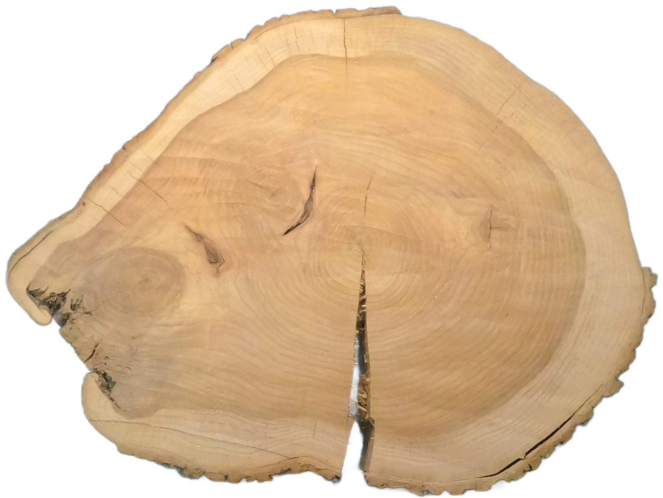 Echte Baumscheibe – Edler Ahorn