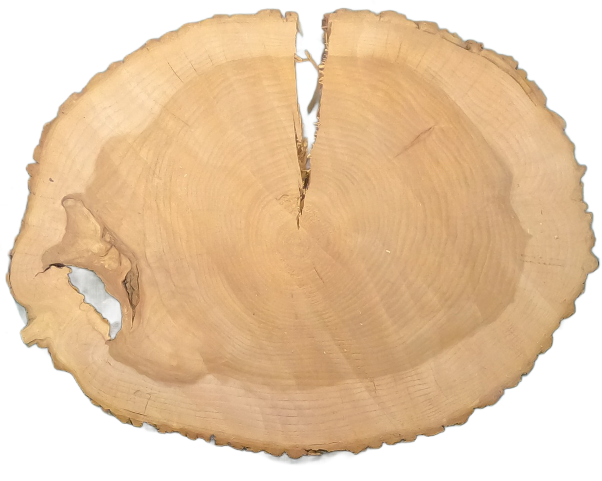 Echte Baumscheibe – Edler Ahorn