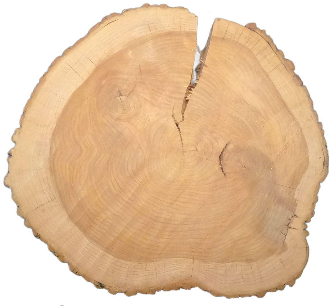 Echte Baumscheibe – Edler Ahorn