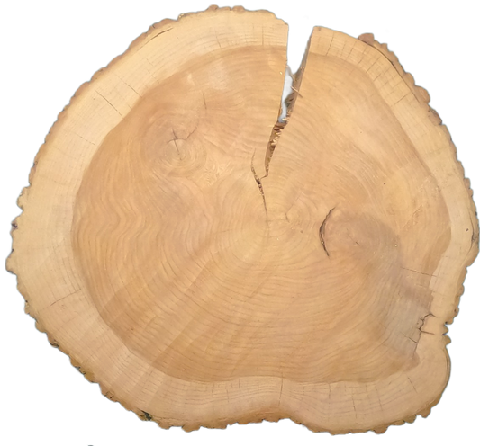 Echte Baumscheibe – Edler Ahorn