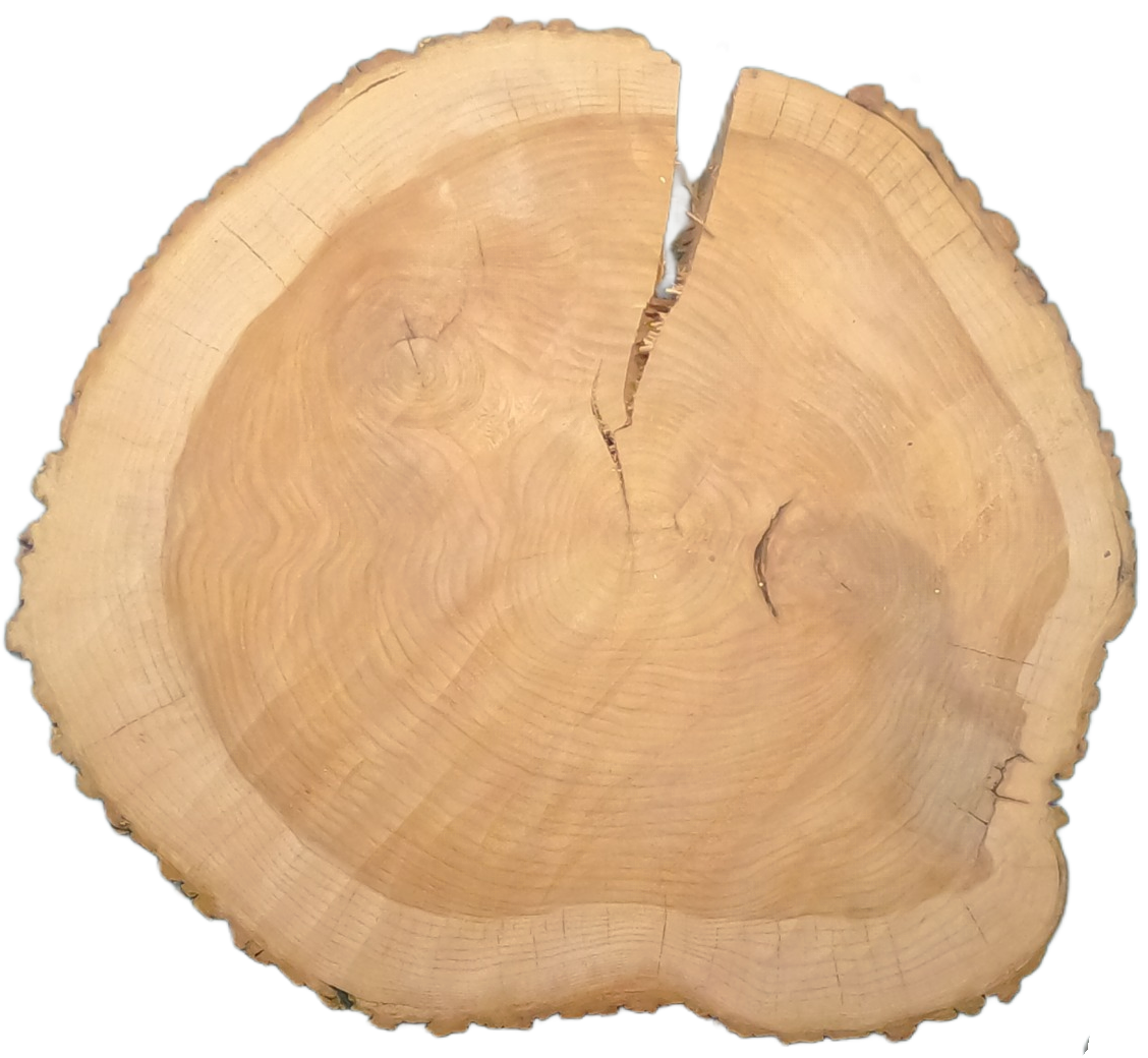 Echte Baumscheibe – Edler Ahorn