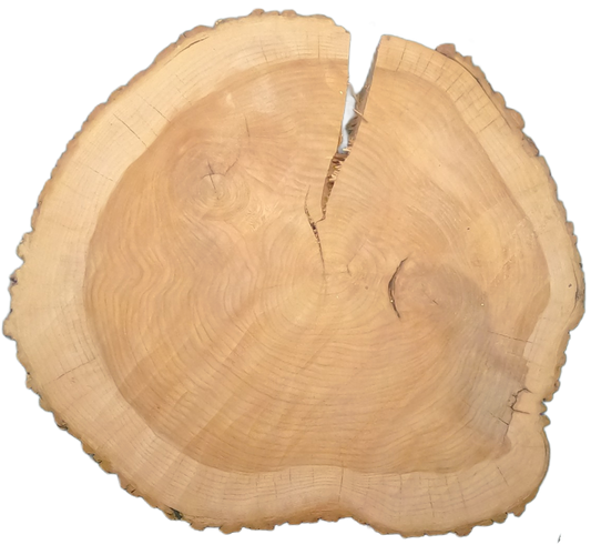 Echte Baumscheibe – Edler Ahorn