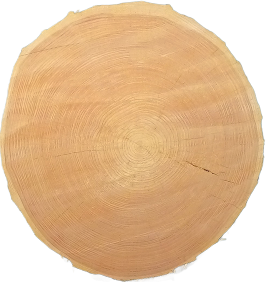 Echte Baumscheibe – Edler Ahorn