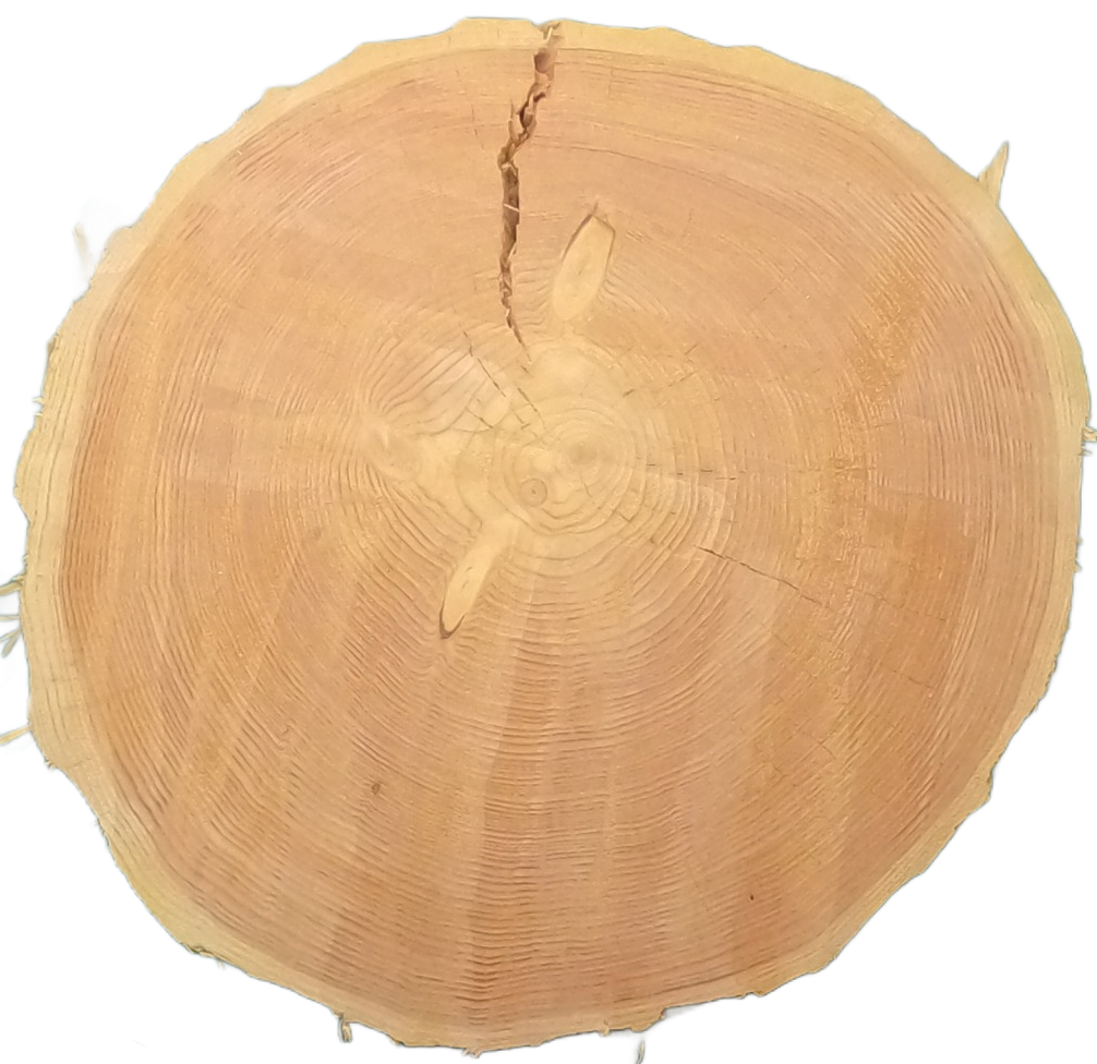 Echte Baumscheibe – Edler Ahorn