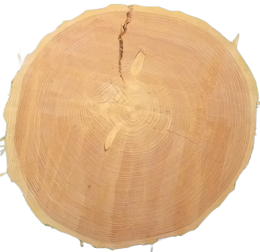 Echte Baumscheibe – Edler Ahorn