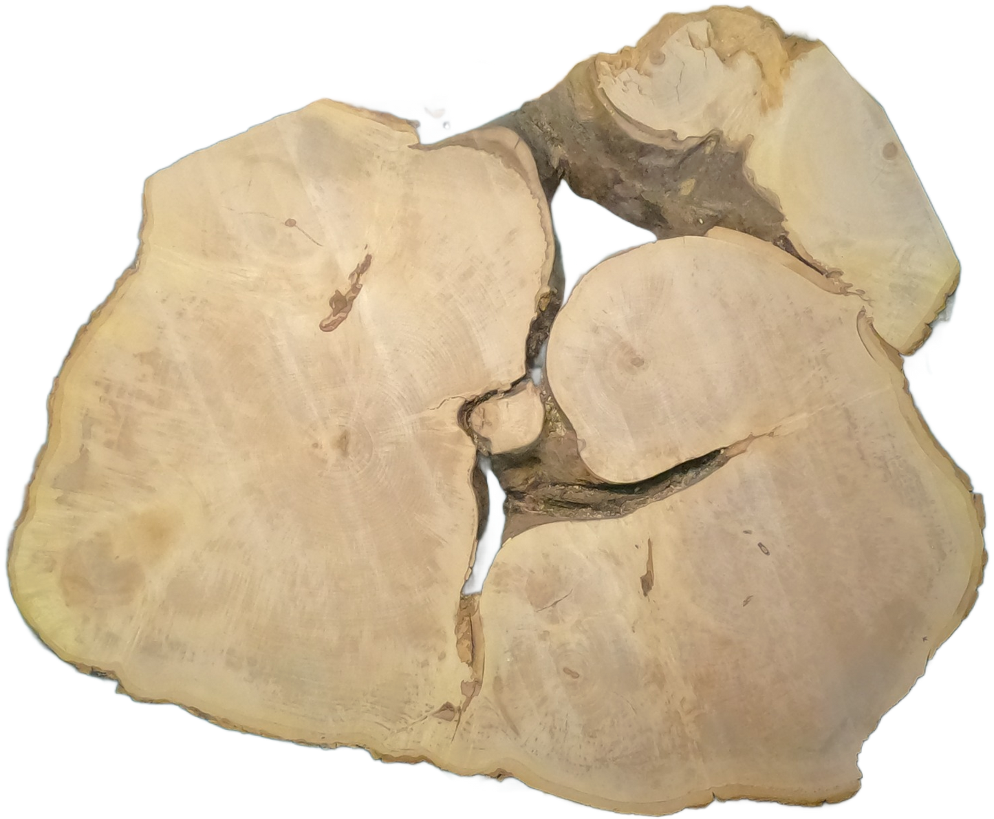 Echte Baumscheibe – Edler Ahorn - 120 cm