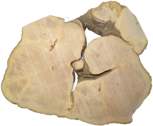 Echte Baumscheibe – Edler Ahorn - 120 cm