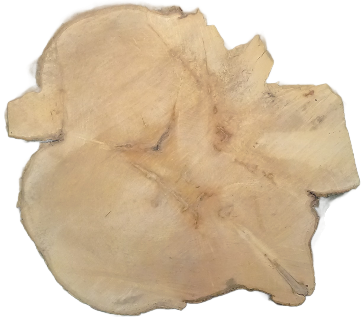 Echte Baumscheibe – Edler Ahorn - 90cm