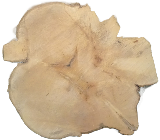 Echte Baumscheibe – Edler Ahorn - 90cm