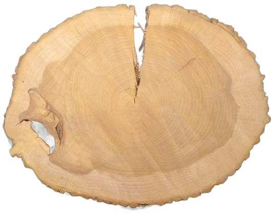 Echte Baumscheibe – Edler Ahorn