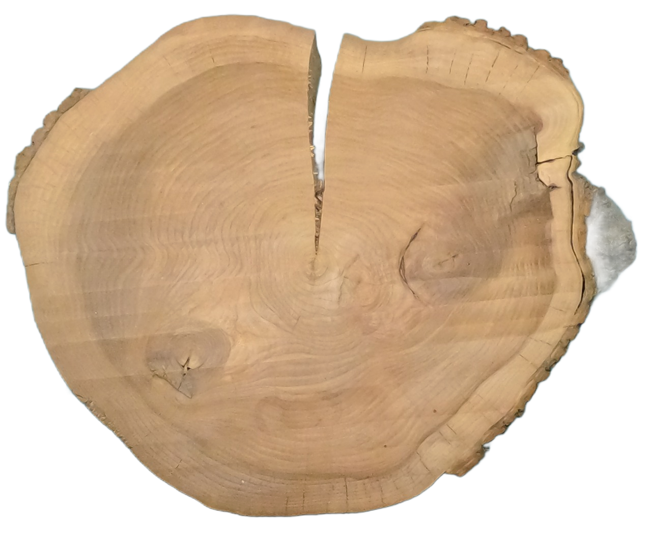 Echte Baumscheibe – Edler Ahorn