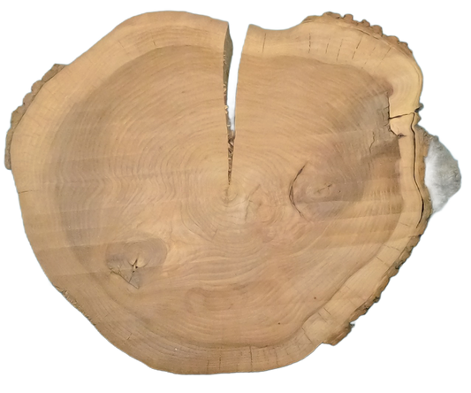 Echte Baumscheibe – Edler Ahorn