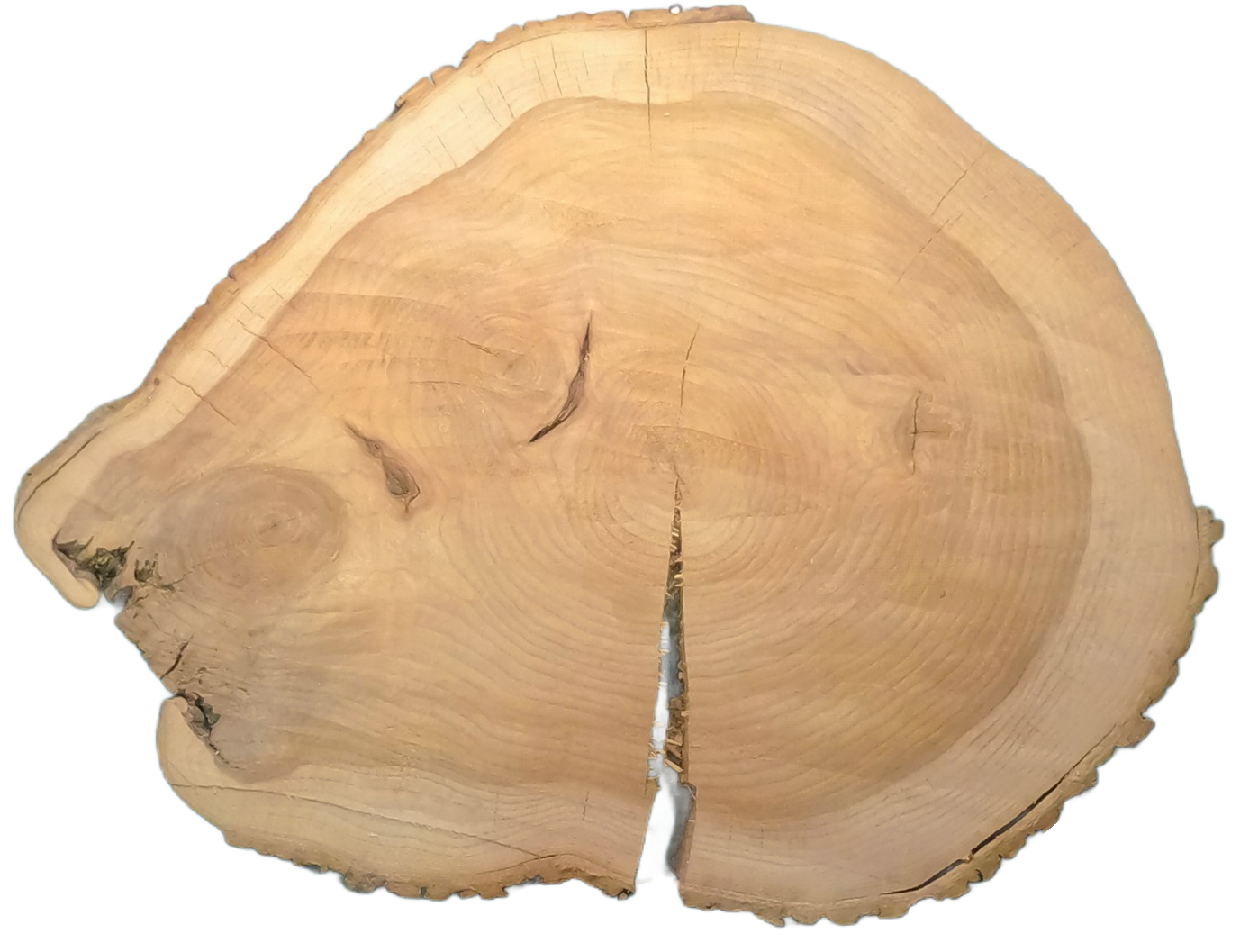 Echte Baumscheibe – Edler Ahorn
