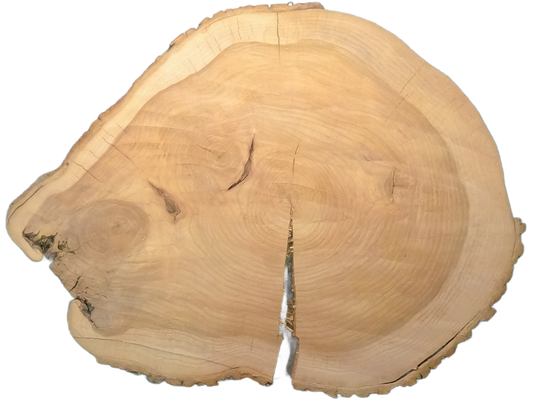 Echte Baumscheibe – Edler Ahorn