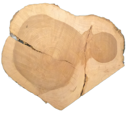 Echte Baumscheibe – Edler Ahorn