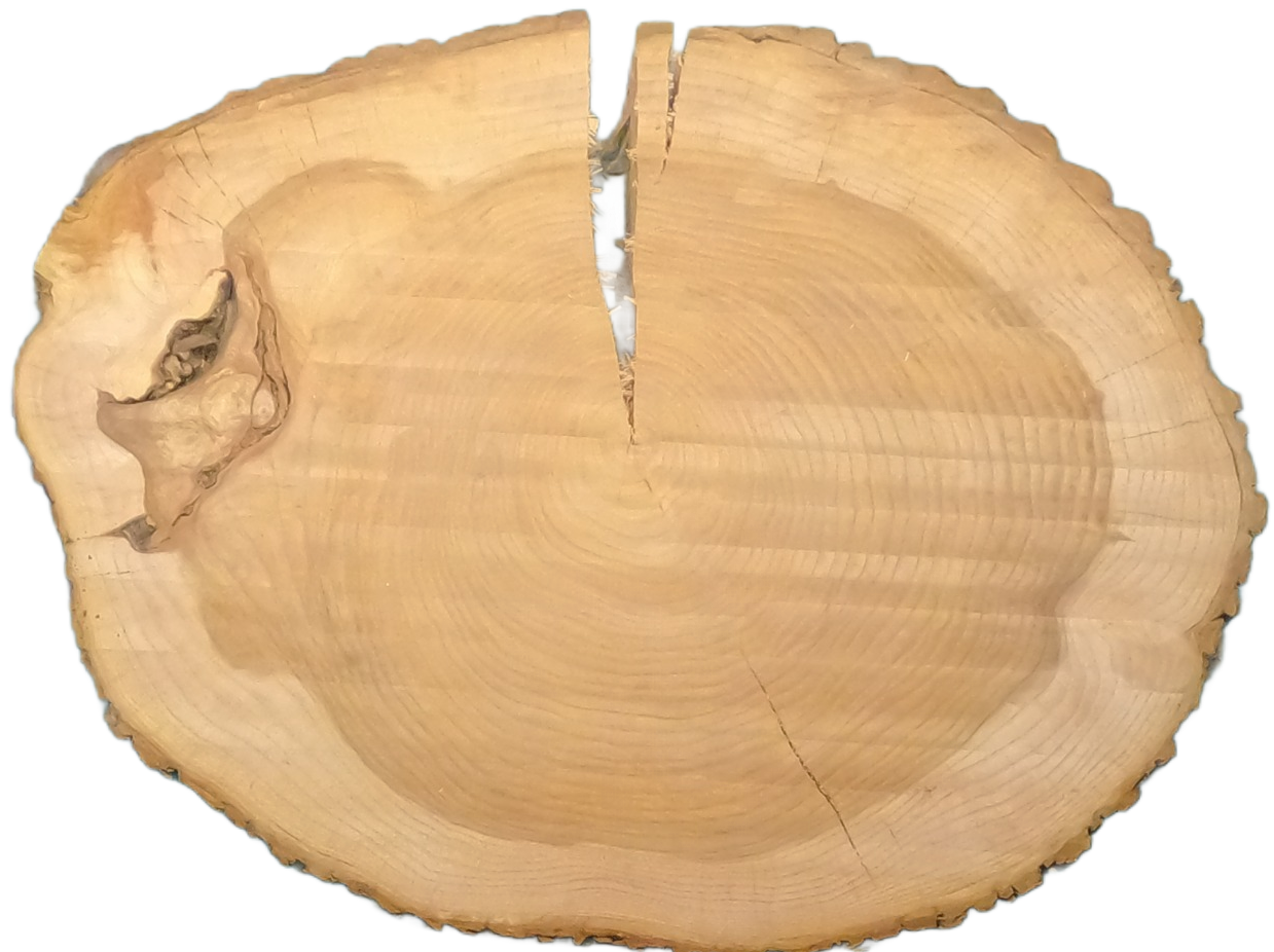 Echte Baumscheibe – Edler Ahorn